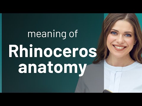 Exploring the Majestic World of Rhinoceros Anatomy