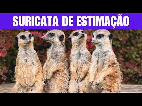 Descubra por que a Suricata pode ser o  Animal de Estimação Perfeito para Você!