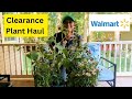 my clearance plant haul from walmart bargain plants