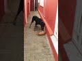 Ruthless Dog Destroying A Cat