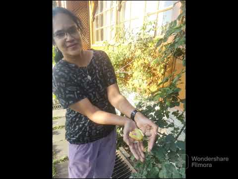 Scenic Sarahan and the colourful biggie flowers!