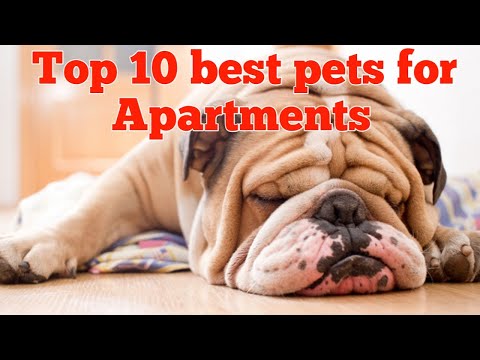 Top10 Best Pets for Apartments