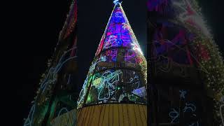 イタリア街路樹🌿 #イタリア