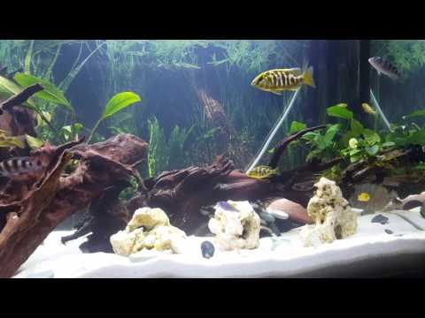 Barsch Aquarium mit l142 welsen