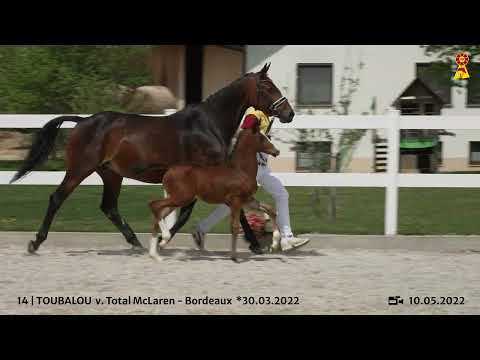 Lot 14 - Hengstfohlen v. Total McLaren/Bordeaux