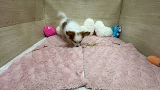 パピヨンの動画01