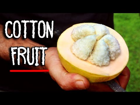 It's Sweet. It's Savory. It's COTTON FRUIT. (Comparing Santol Varieties)