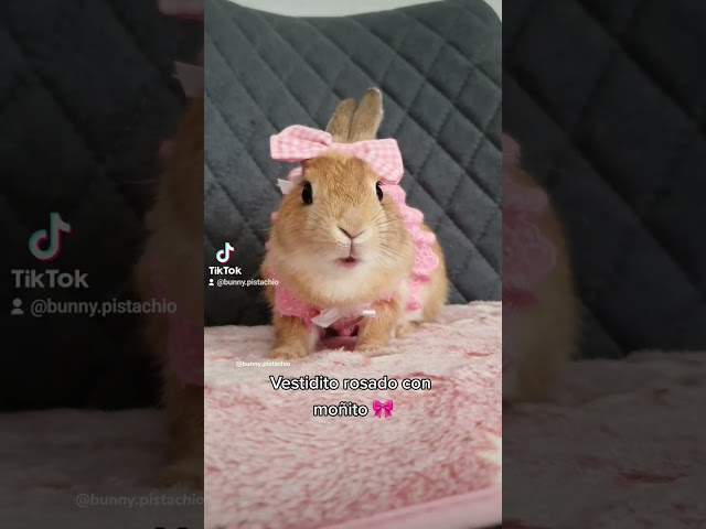 Vídeo relacionado con Auroriel 6 Mini Sombreros de Fiesta para Animales de Peluche Fiesta de Cumpleaños Sombreros Conos Muñecas Perro Gato Conejo Cachorros Diferentes Regalo de Foto de Cumplea
