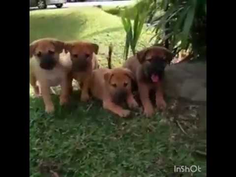 Cute Puppies