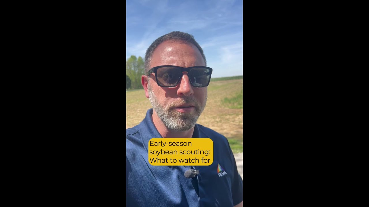 Early Season Soybean Scouting