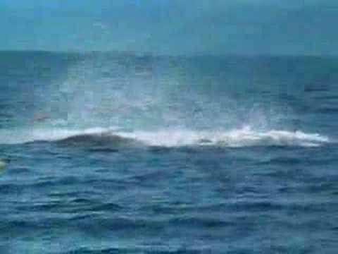 A roll that works under pressure