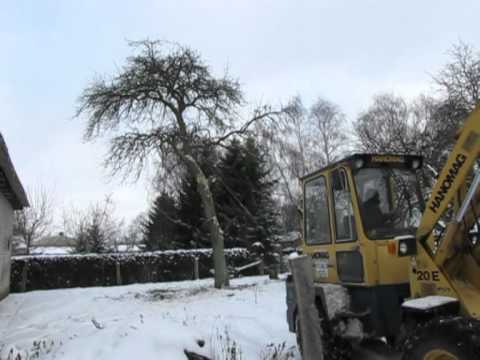 Gefährliches Baumfällen