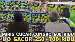 Download lagu SELLING AS IS || CAK IJO GACOR FROM 250 TO 700 THOUSAND CUCAK CUNGKO FROM 600 THOUSAND AT PRAMUKA... mp3 Download lagu SELLING AS IS || CAK IJO GACOR FROM 250 TO 700 THOUSAND CUCAK CUNGKO FROM 600 THOUSAND AT PRAMUKA... mp3