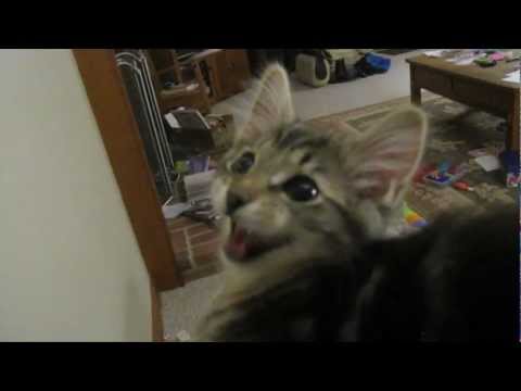 kitten sounds like a motor kitten sounds like a motor