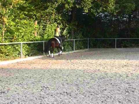 4-jährige Hannoveraner Stute v. Ampere x Don Primero