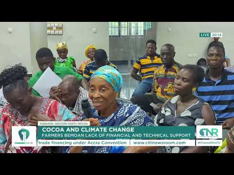 Western North Cocoa Farmers Struggle With Limited Financial Support
