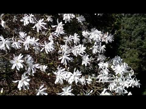 Magnolia stellata 'Royal Star' (Star Magnolia)