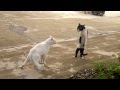 FUNNY Jet Li Cat Jet Lee
