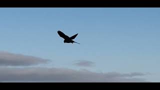 Kestrel hovering