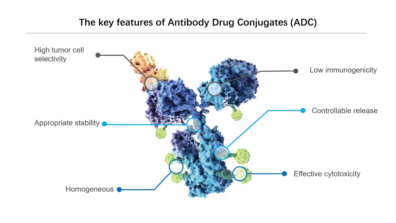 The basic knowledge of ADC - Creative Biolabs