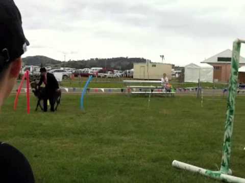 Jeremy & Chelsea....Royal Winning Donkey Obstacle!