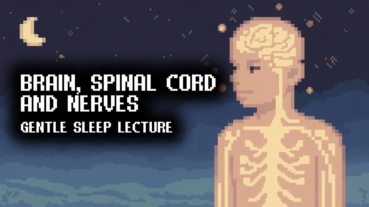 From Brain to Nerves | Soft Exploration of the Nervous System While You Sleep