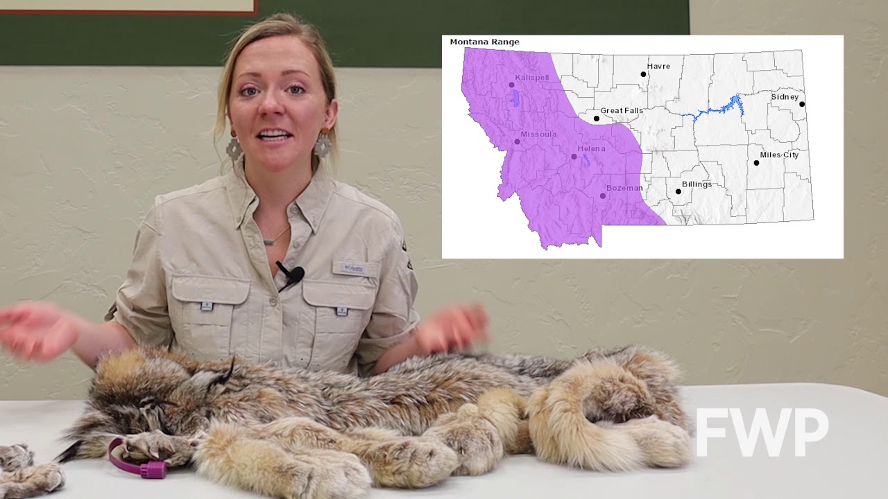 Is it a Lynx or a Bobcat?