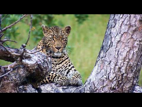 Tlalamba headed off on territorial patrol 2/22/26