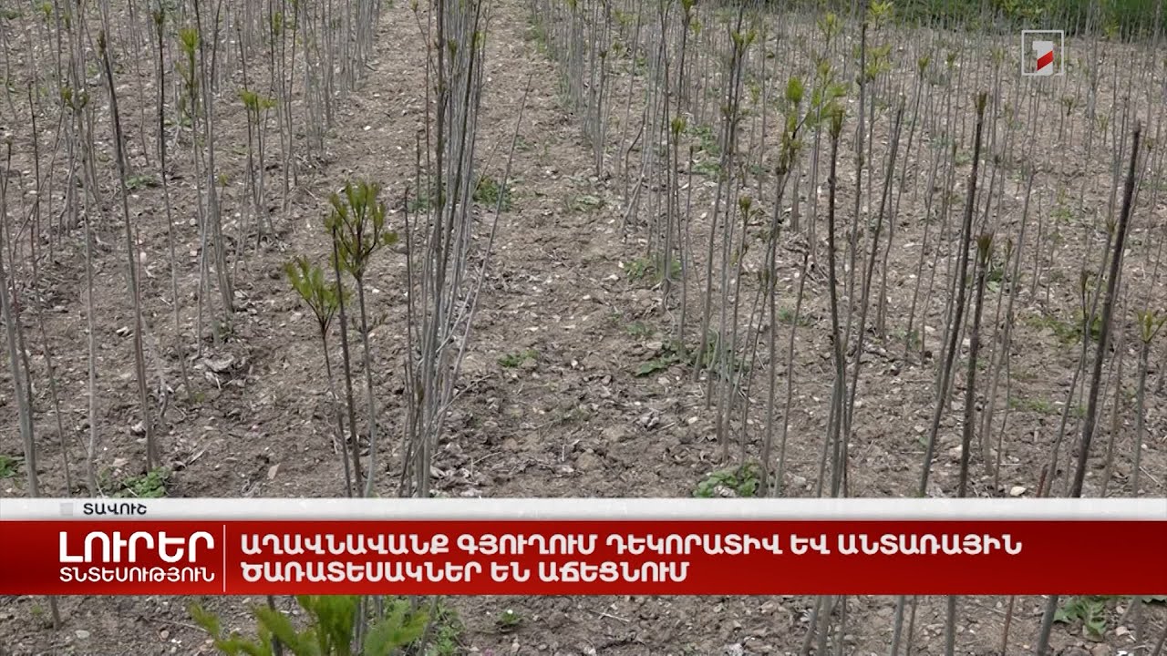 Աղավնավանք գյուղում դեկորատիվ և անտառային ծառատեսակներ են աճեցնում