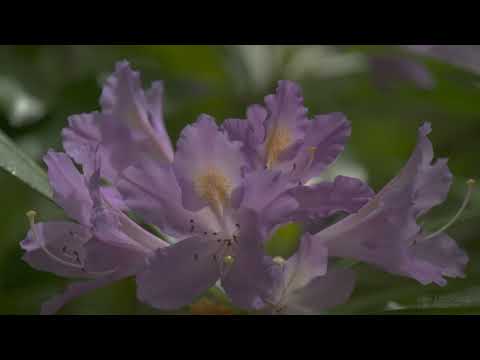 4K HDR Rhododendron Forest   REALTIME Birdsong   8 Hours NO LOOP Bird Sounds   Relaxing Nature Video