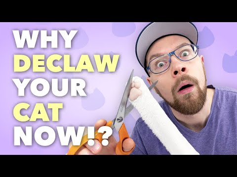 Why you should declaw your cat.