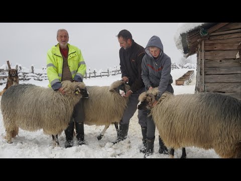 NIKAD NISMO MUZLI OVCE 2 PUTA GODIŠNJE JANJIMO