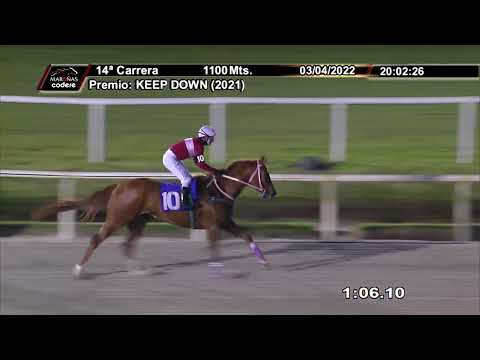 220403 c14 DELFINITA