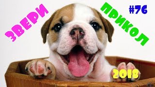 Приколы с животными 2018| Фейлы животных | Смешные животные #76