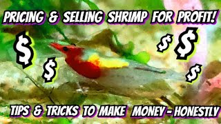 Breeding Shrimp for Max Profit! Tips & Tricks. How to Price, Grade & Sell Shrimp. Nano Tank Big $
