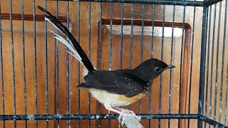 Download lagu Suara Murai Batu Trotol Jantan Belajar Bunyi , Ampuh Pancing Murai Anakan Agar Cepat Berkicau Gacor mp3 Download lagu Suara Murai Batu Trotol Jantan Belajar Bunyi , Ampuh Pancing Murai Anakan Agar Cepat Berkicau Gacor mp3