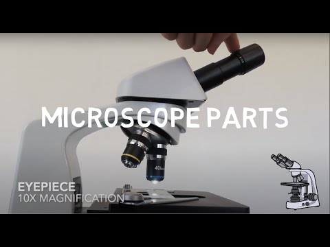 Microscope Parts Microscopy Skills