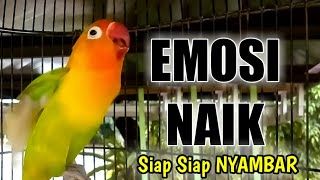 Download lagu SUARA LOVEBIRD BETINA FIGHTER Ngekek Panjang, Pancing Sebentar EMOSI LANGSUNG NAIK Siap Siap NYAMBAR mp3 Download lagu SUARA LOVEBIRD BETINA FIGHTER Ngekek Panjang, Pancing Sebentar EMOSI LANGSUNG NAIK Siap Siap NYAMBAR mp3