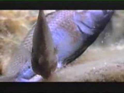 Lago Tanganica documentario parte 3