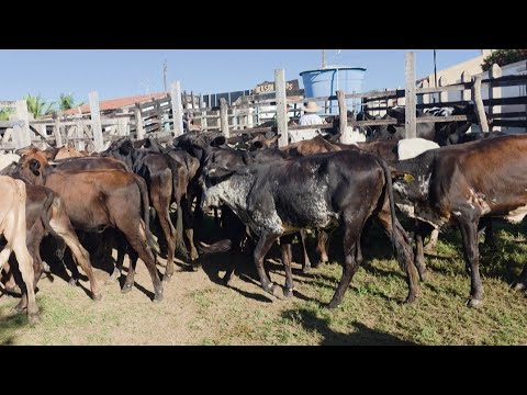 Gado girolando e olandesa, Feira do gado de Minador do Negrão, aos sábados. 04.07.2026 - Alagoas 