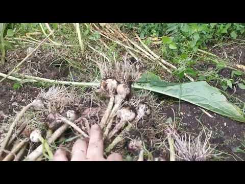 aglio rosso di Sulmona 2023