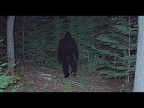 HORRIFYING NEW BIGFOOT FOOTAGE!! TERRITORIAL ANGRY SASQUATCH ATTACK ON FILMED ON VIDEO!!