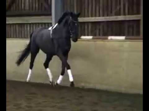 SOLD Spörcken's Galante Spörcken X De Niro 2012, Stute, 167cm