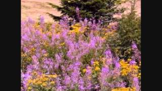 Pick the Wildwood Flower Music Video