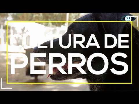 Renny desata el lado divertido del amor por los perros en Tel Aviv