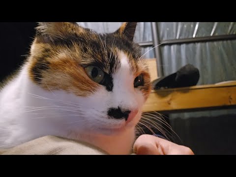 고양이 월동 준비