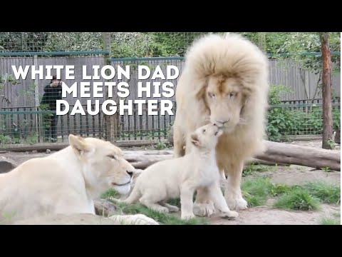 Male White Lion Meets His Daughter For The First Time