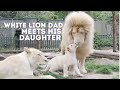 Male White Lion Meets His Daughter For The First Time