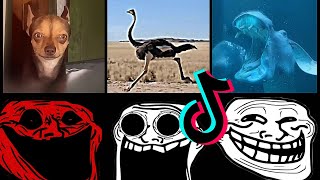 🥶 Coldest TrollFace Compilation 🥶 Troll Face Phonk Tiktoks 🥶 Coldest Moments Of All TIME #12