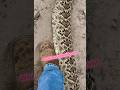 Massive Rattlesnake ☠️ for its rattle 😡 Makes me so mad